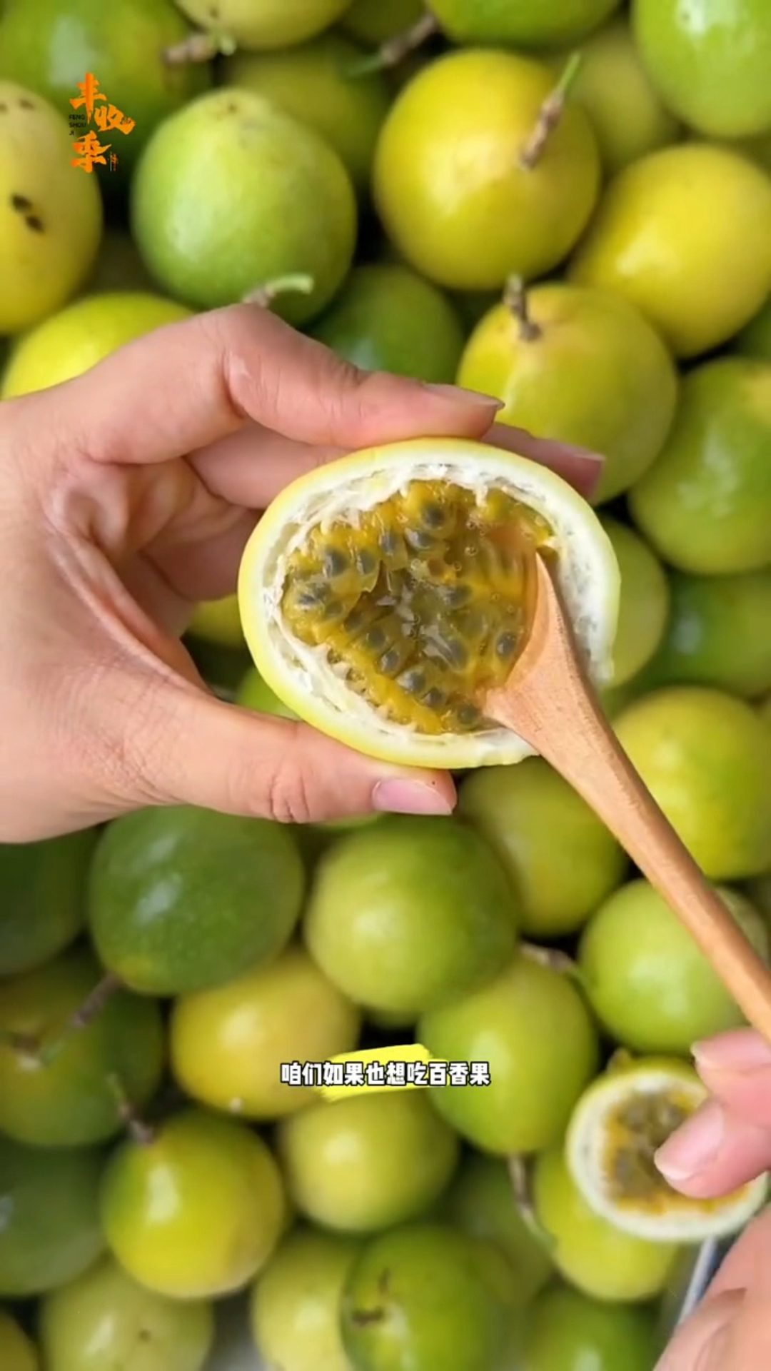 黄金百香果产地直发,不到一杯奶茶钱,冲!