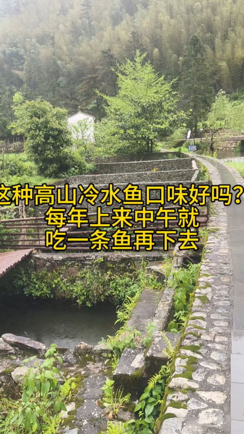 婺源大鄣山收茶叶的福利就是中午吃一条高山冷水鱼