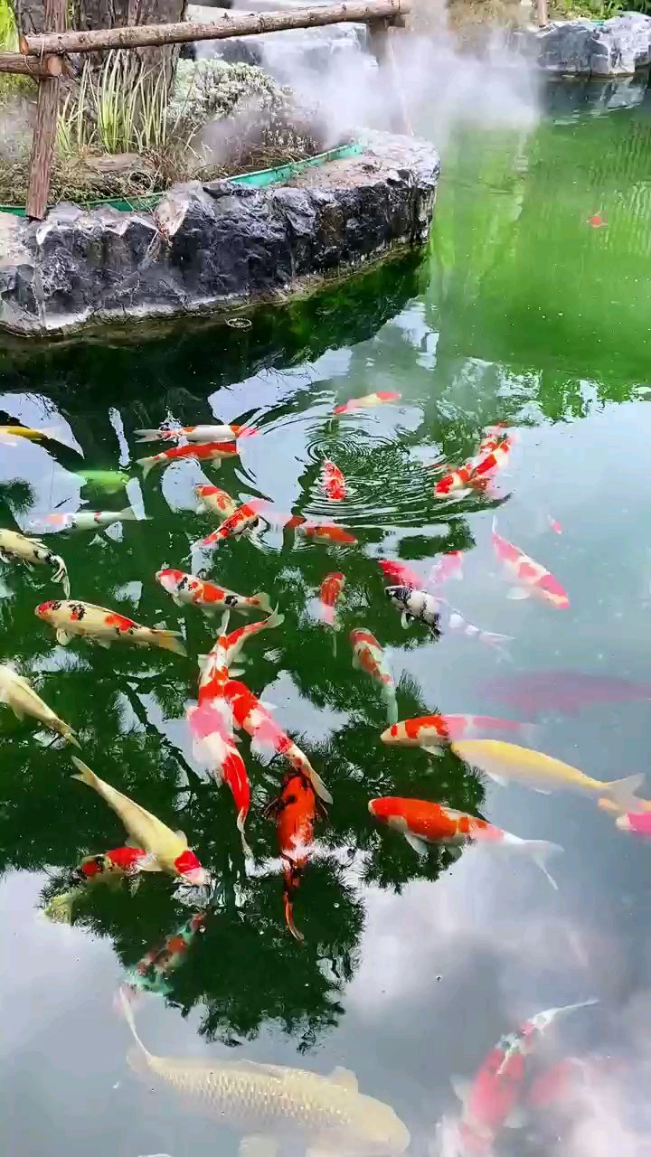 锦鲤小课堂来喽!锦鲤需要挖多深的鱼池?