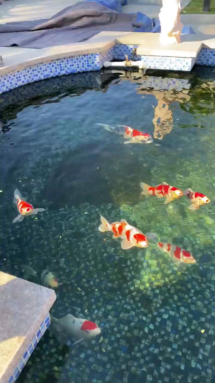 庭院鱼池怎样做过滤最好?