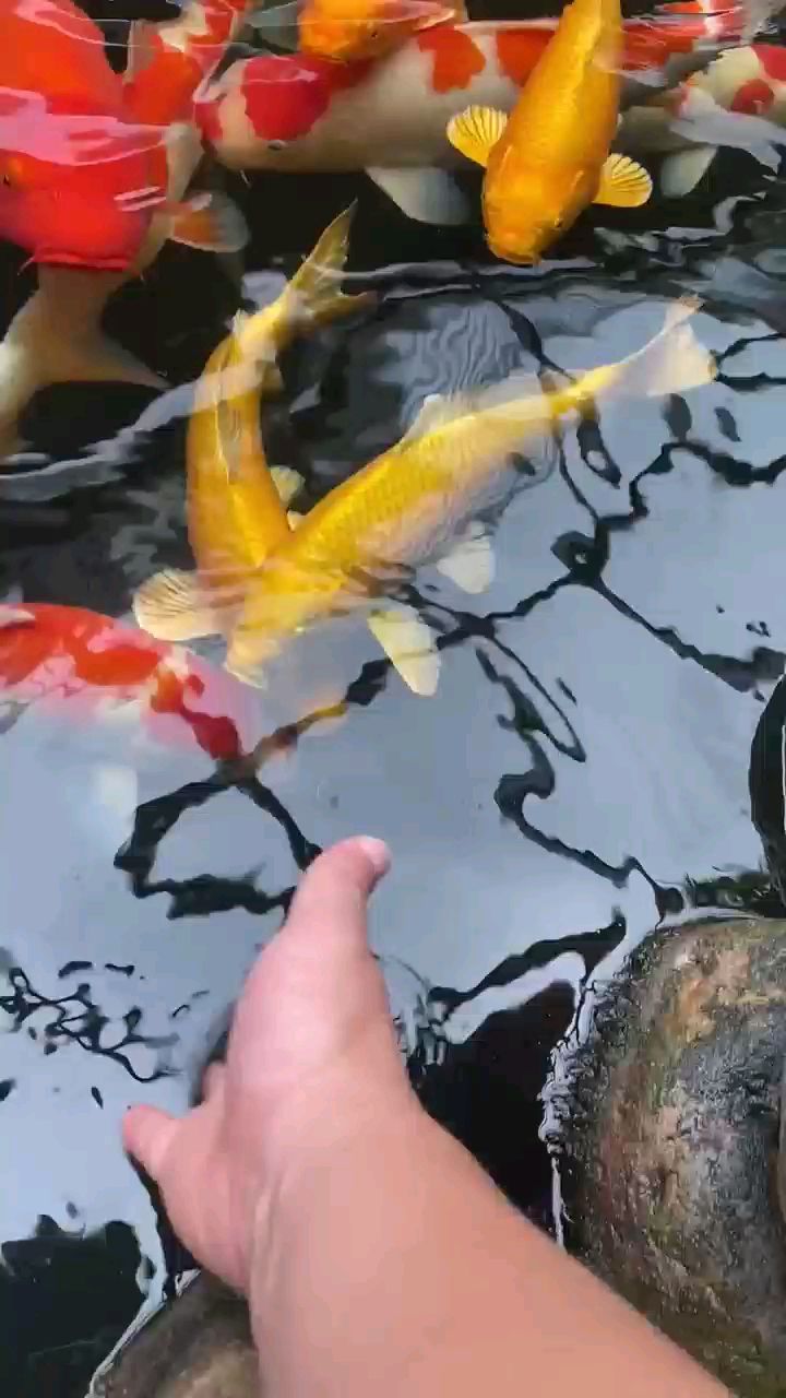 你的鱼池刷漆还是贴瓷砖?