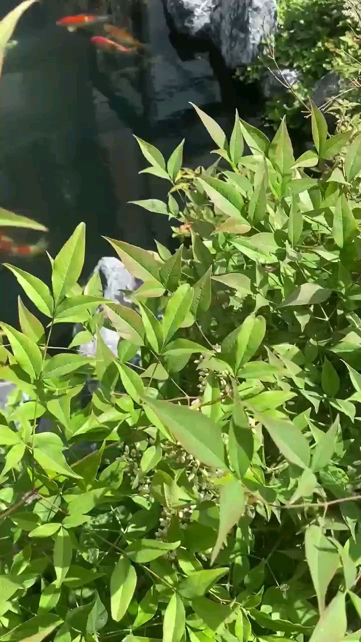 庭院鱼池放在院子的哪个位置能招财？