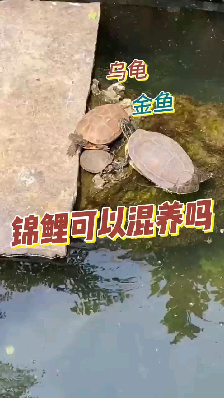 混养龟鱼?锦鲤能和它们和平共处吗?