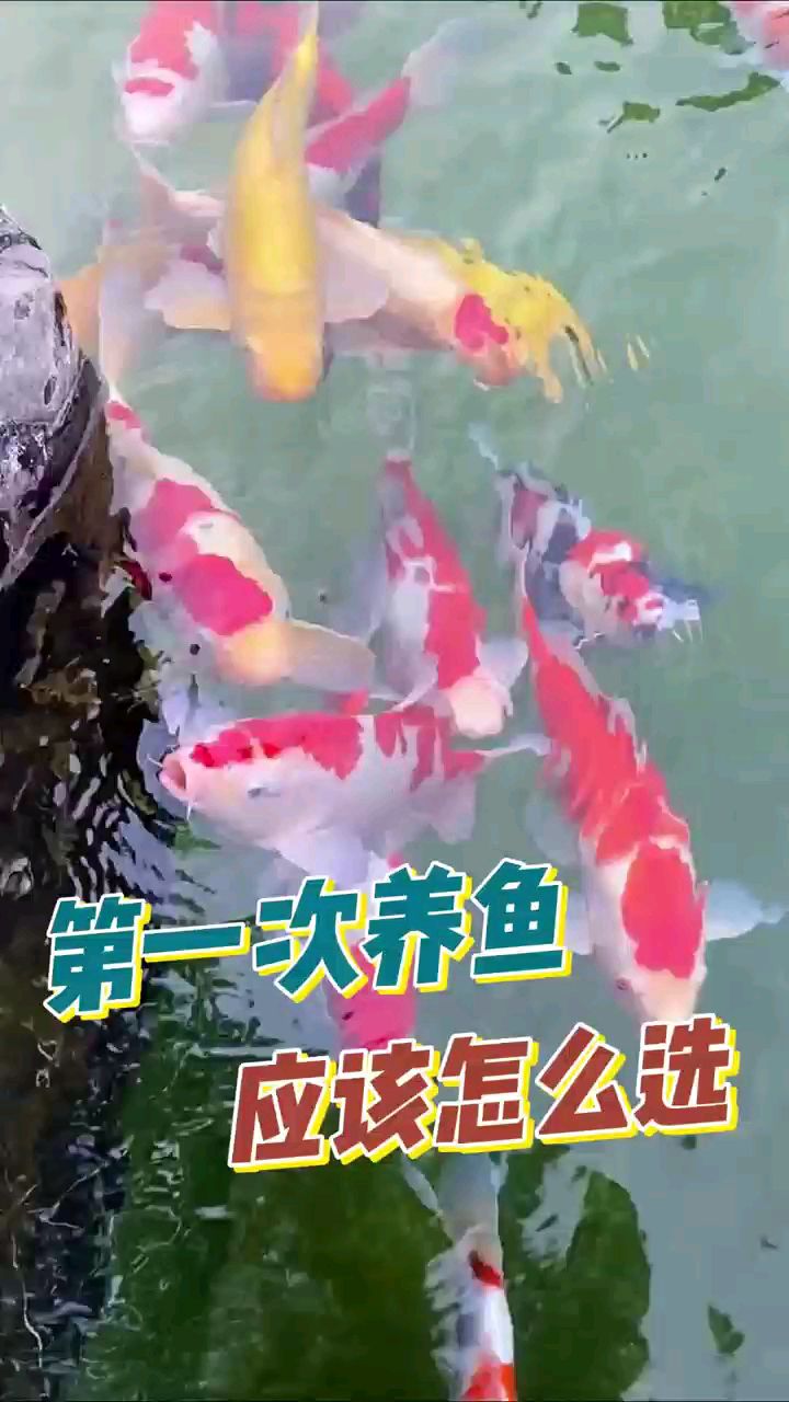 新手养鱼指南:第一次养鱼应该选什么品种?