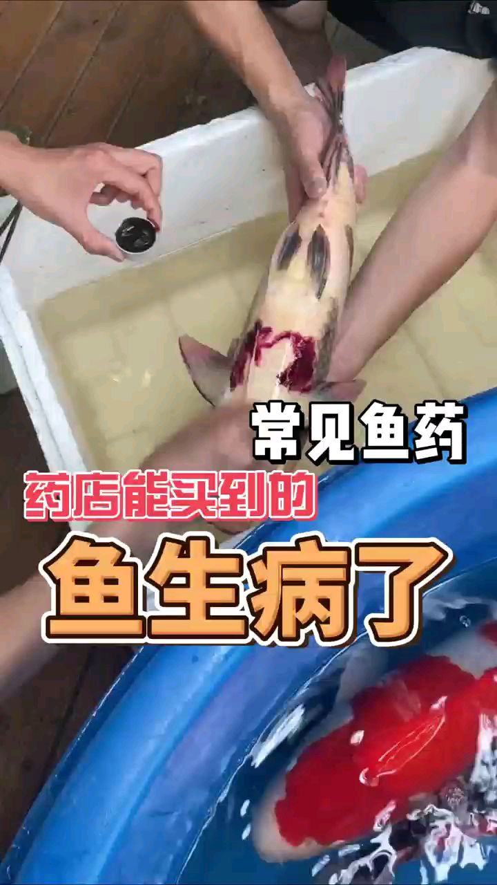 鱼生病了!药店能买到的鱼药快快用上!