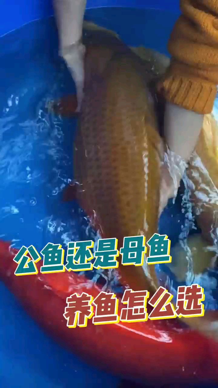 公鱼母鱼傻傻分不清楚,养鱼新手如何选择?