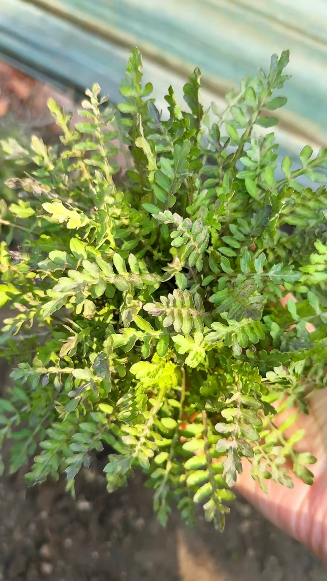 野菜是春天独有的美食 怎么才能储存好野菜到任何时候都能吃呢