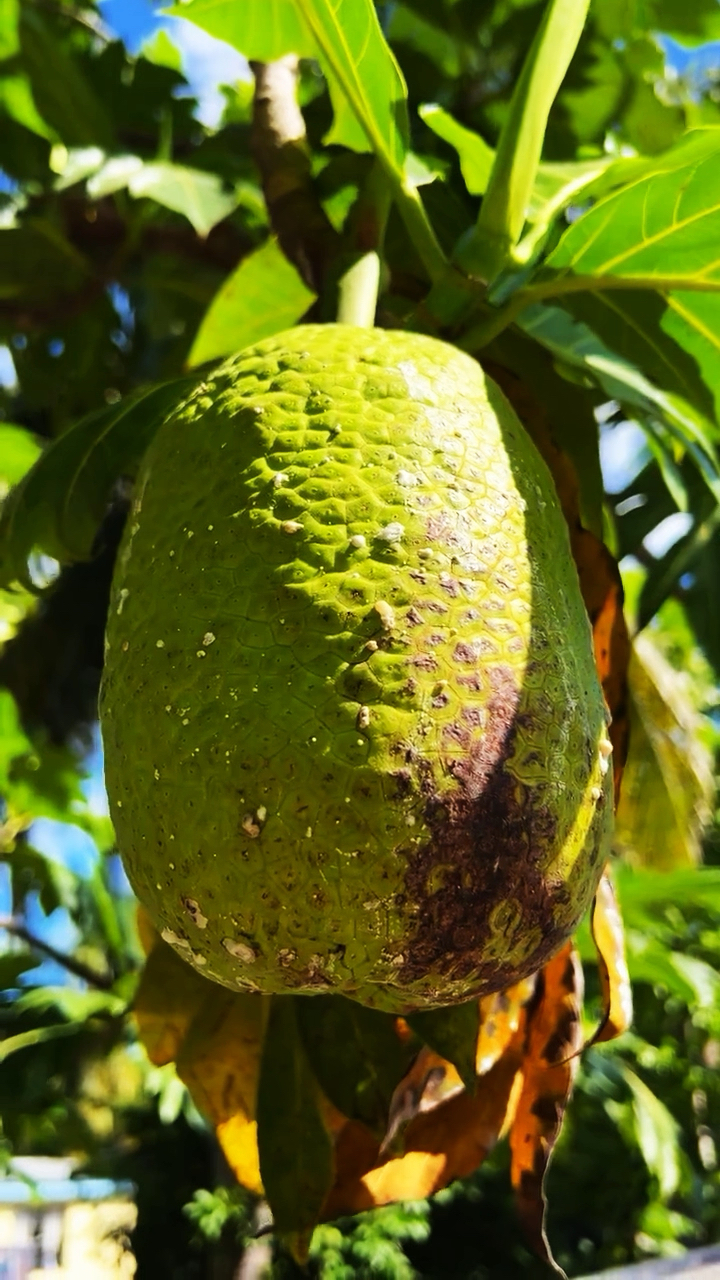 遇见超级大的面包果!有喜欢吃它的吗?