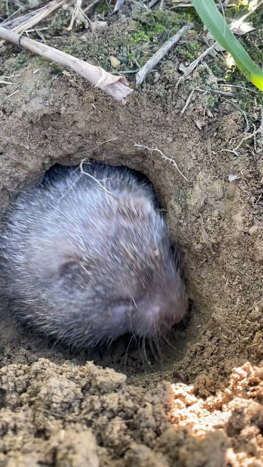 这只大母鸭,你说有几斤?