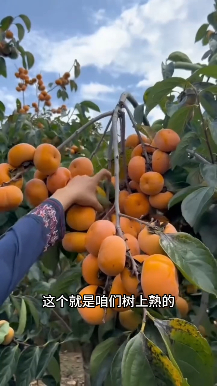 一口脆甜的陕西巧克力脆甜柿子