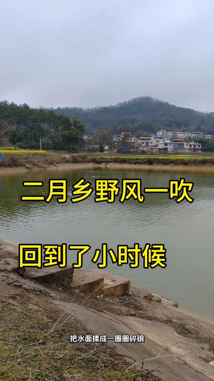 山塘 油菜花 鹅 这才是春天该有的样子