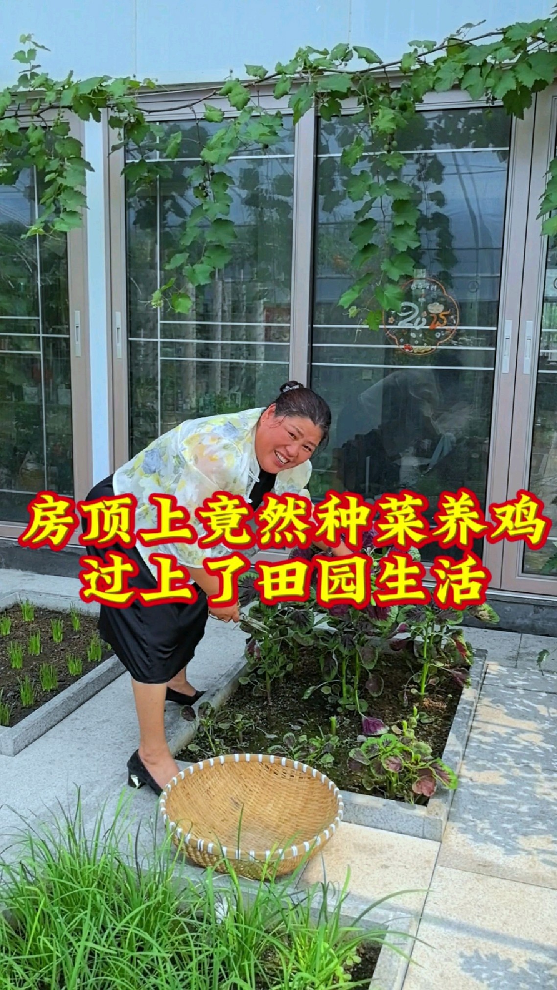 房顶上竟然种菜养鸡过上了田园生活