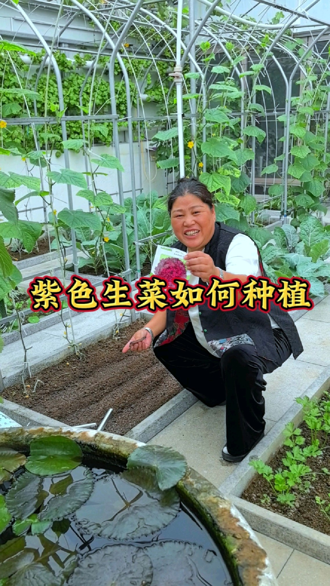 紫色生菜的种植小技巧!#我的乡村生活#种植生菜#助农帮帮团#种植