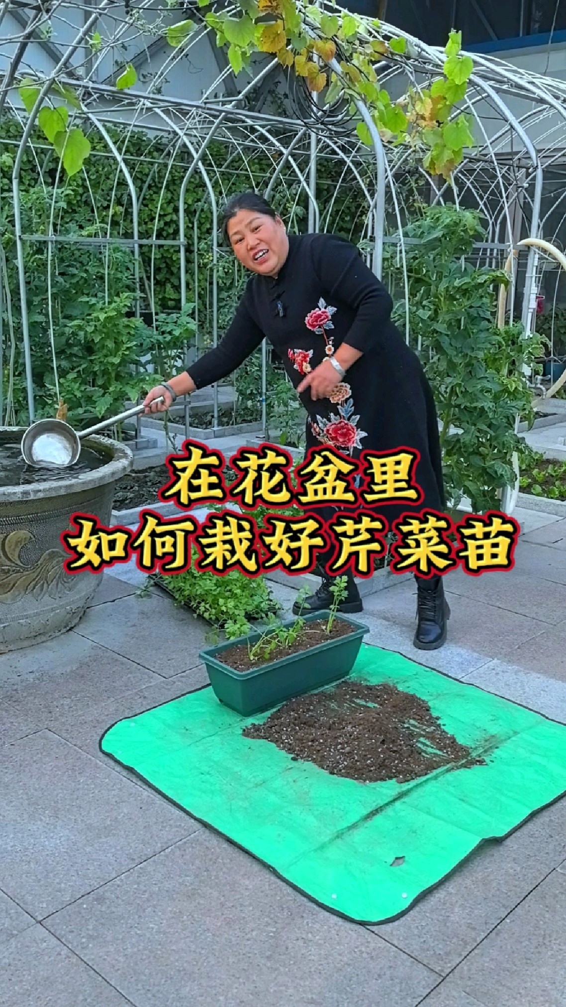 在花盆里如何栽好芹菜苗