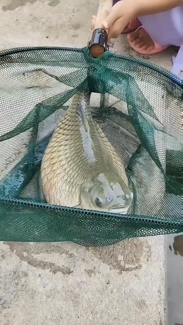 不是什么鱼都能吃,你知道吗?