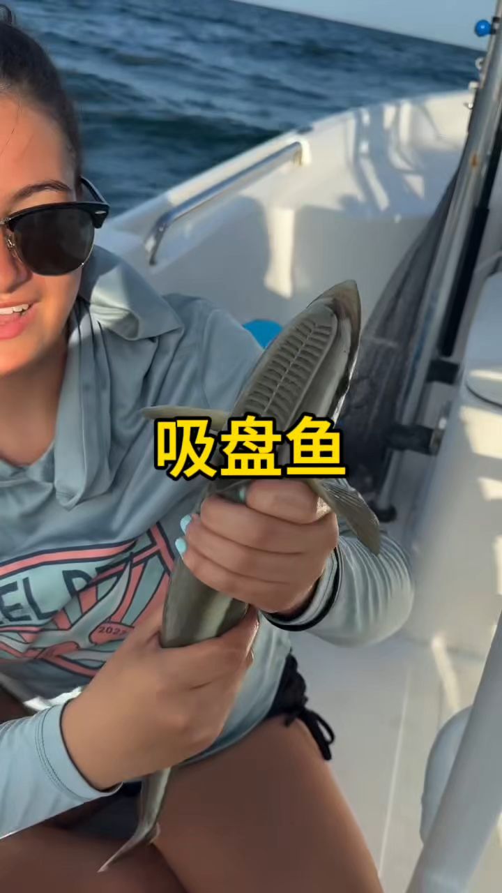吸盘鱼的软骨板,能使其能牢固地吸附在其他物体上