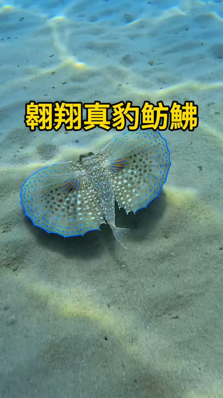 这个鱼好像蝴蝶长了翅膀，在海里翱翔