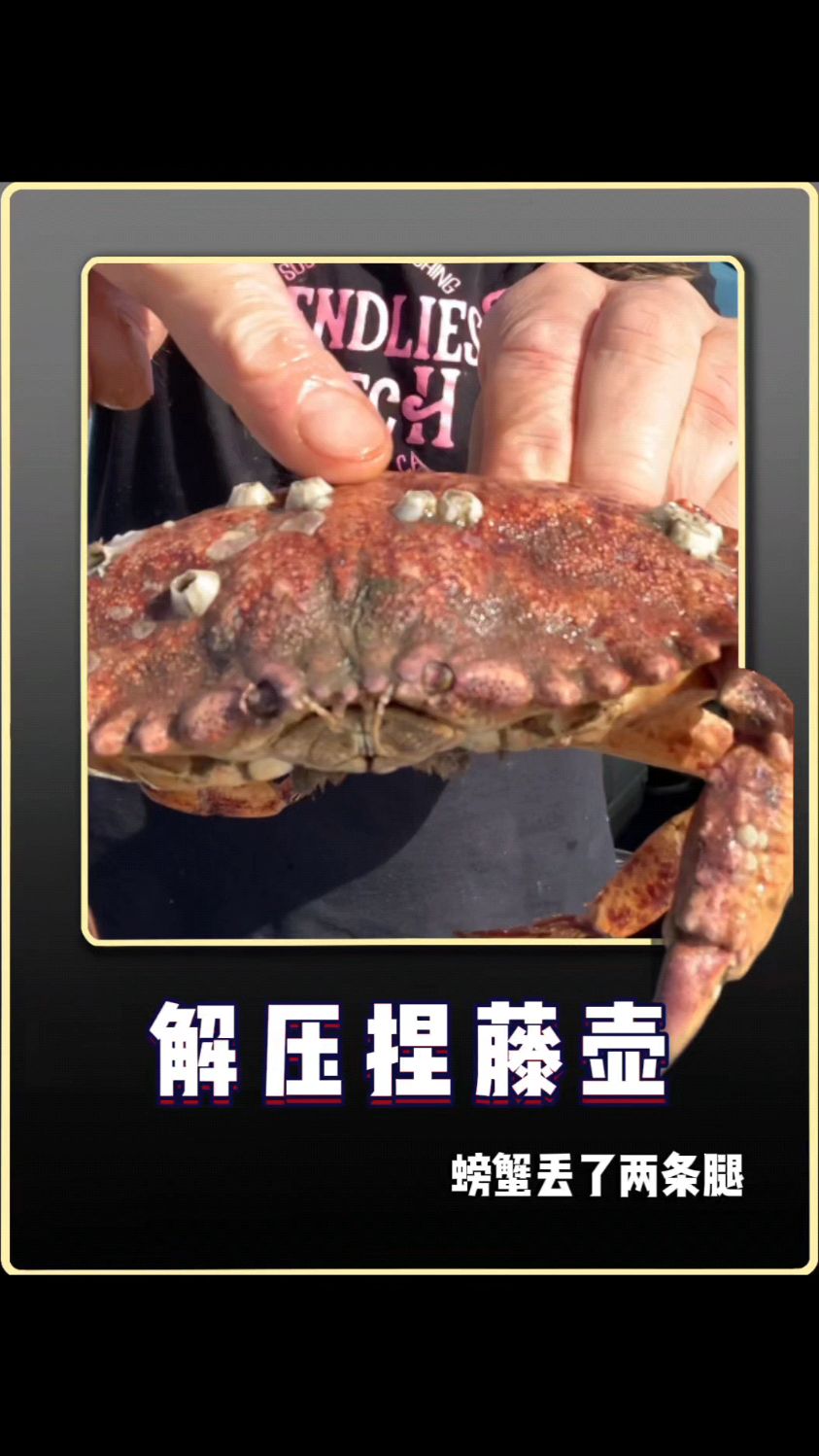螃蟹身上的“隐形杀手”——藤壶 #藤壶清理超解压全过程