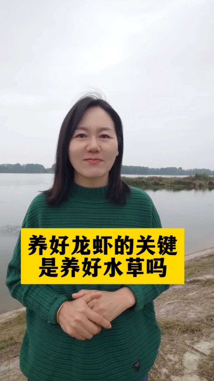 养好龙虾的关键是养好水草吗#鱼虾蟹水产养殖#龙虾养殖