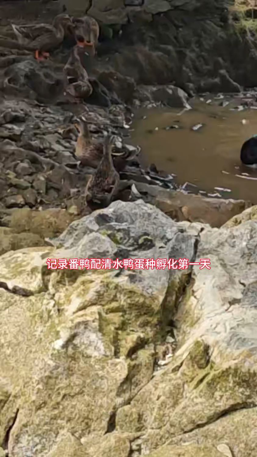 番鸭配清水鸭蛋种第一天,你们说说孵化出来的会是清水鸭还是番鸭
