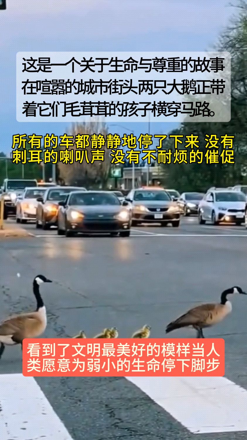 一个关于生命与尊重的故事。两只大鹅正带着它们的孩子横穿马路