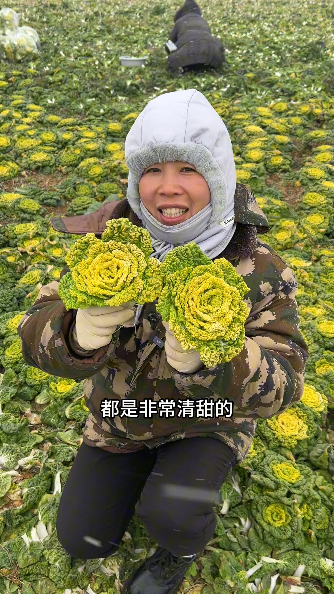 这个菜你吃过吗,黄心菜