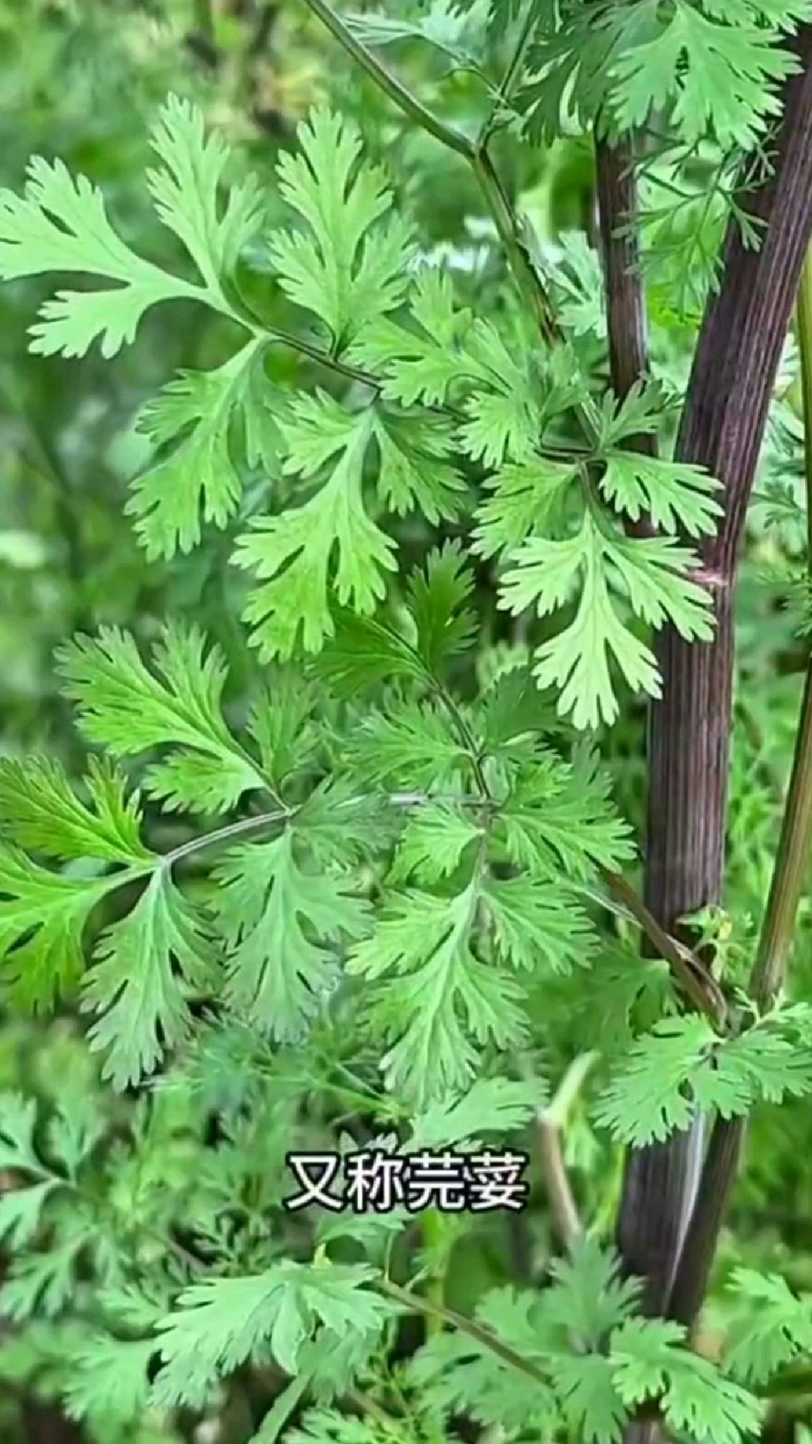 王馒头教你认香菜,河南老家叫芫荽,你老家叫什么