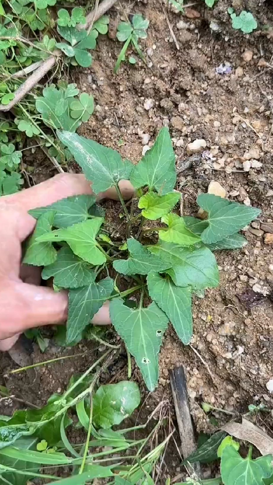 王馒头在挖野菜，你知道这个野菜叫什么名字吗