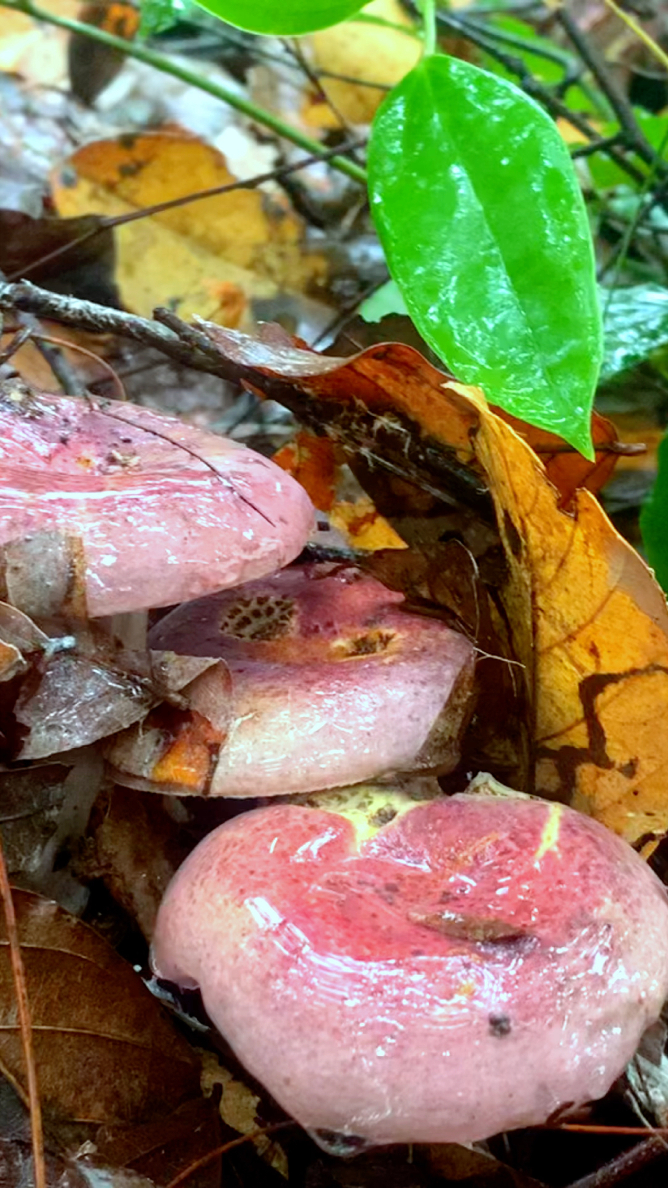 美丽动人的米汤菌你认识吗