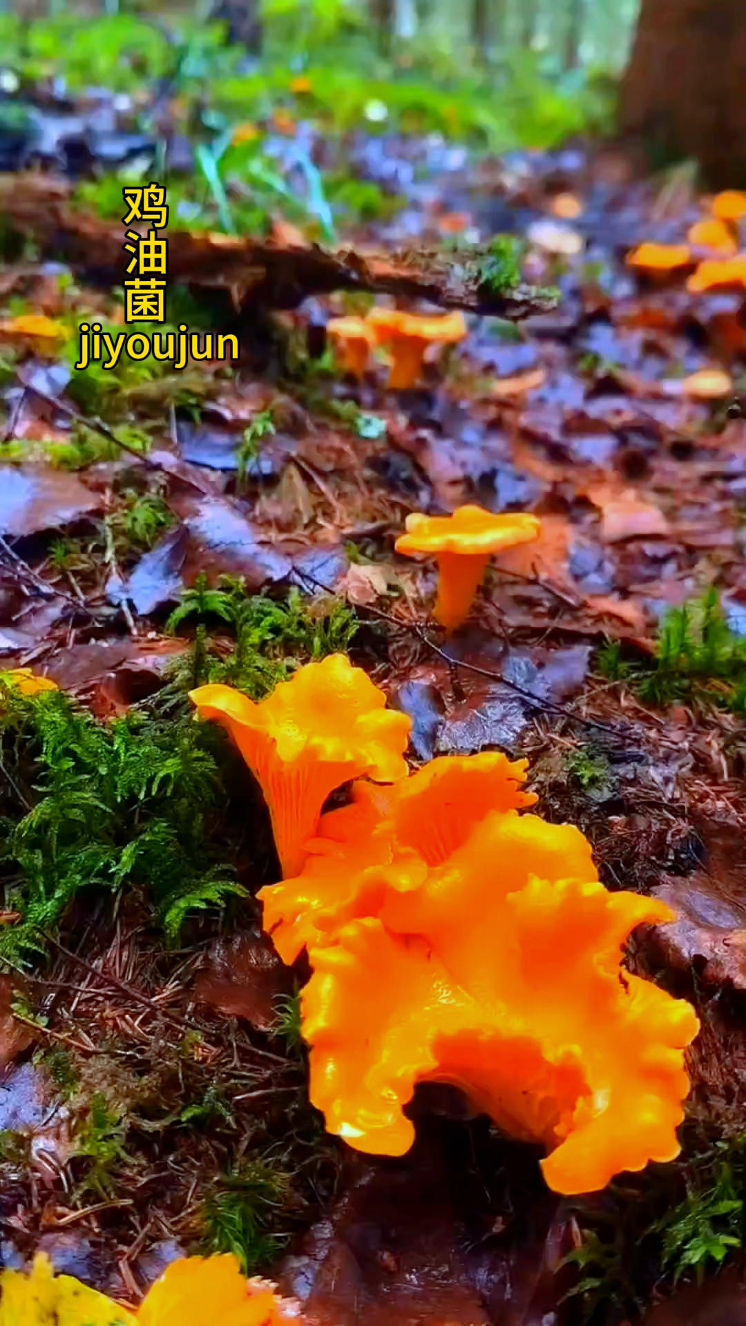 野生菌合集来了,鸡油菌身价贵得钱包连夜开启防御模式