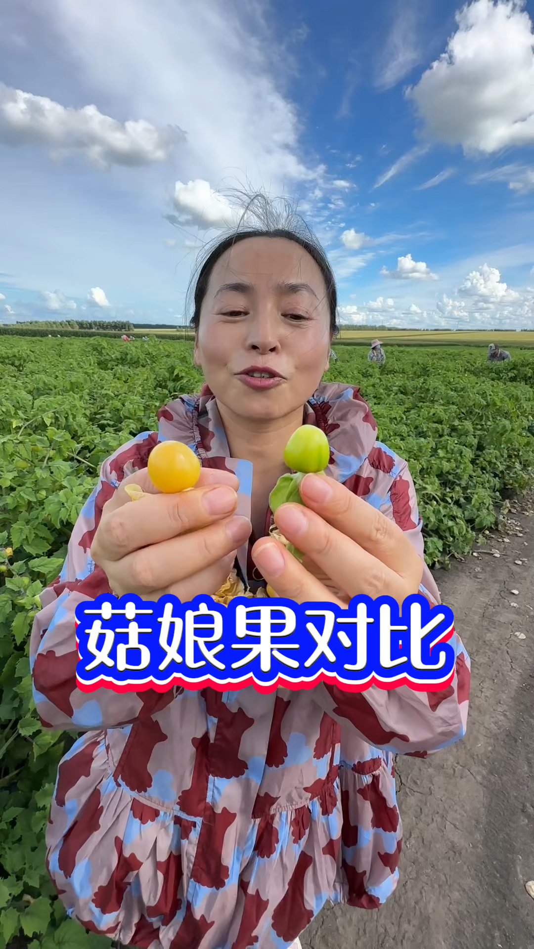 菇娘果成熟了什么样,辽阔的黑土地海伦采摘