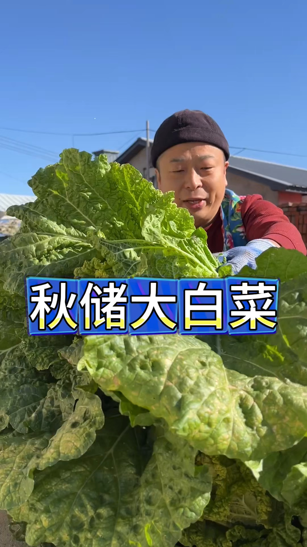 东北农村生活,秋储大白菜,过冬必修课