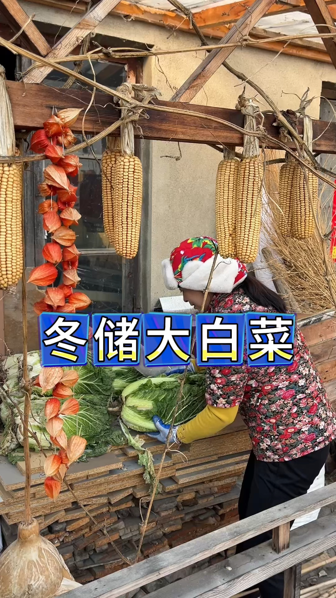 东北农村生活，冬天来了，气温急剧下降，翠花储存大白菜