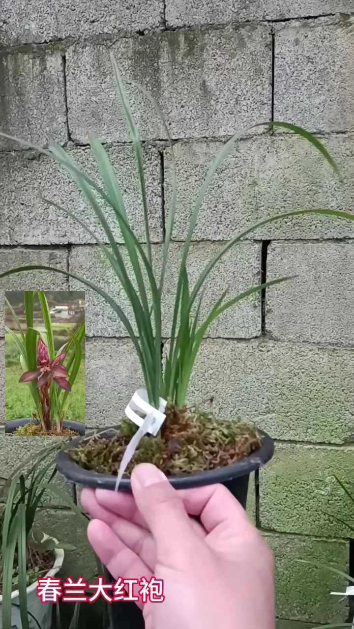 春兰大红袍,三苗带花苞[微笑][玫瑰]
