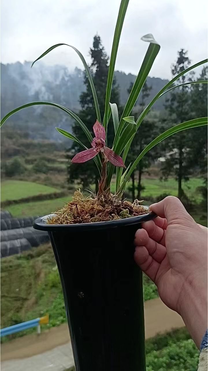 春兰大红袍,来!享受一下这人间烟火[呲牙][玫瑰]