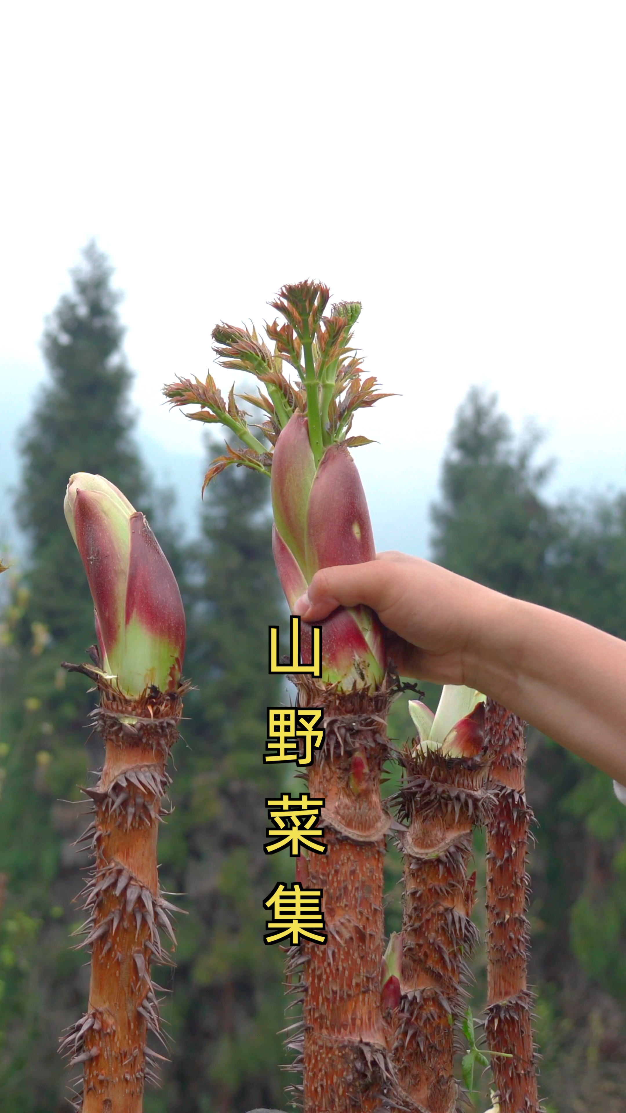 春天的野菜合集,你喜欢哪种野菜呢