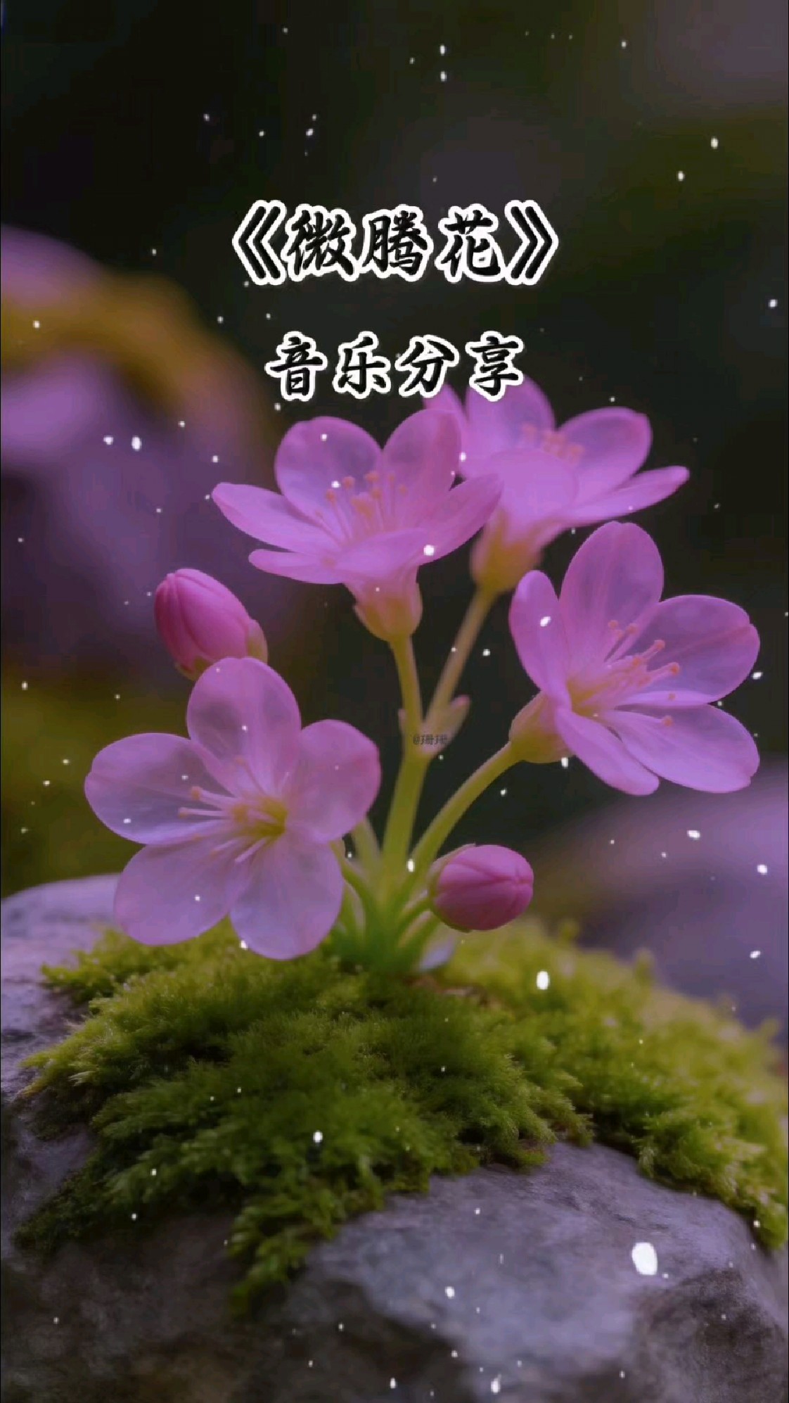 音乐分享《微腾花》