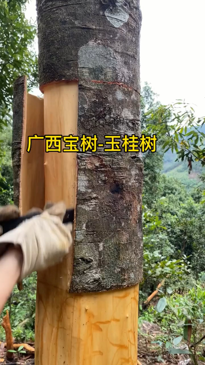 油桂是有油的肉桂,产量非常一百棵肉桂树中只有那么一两棵