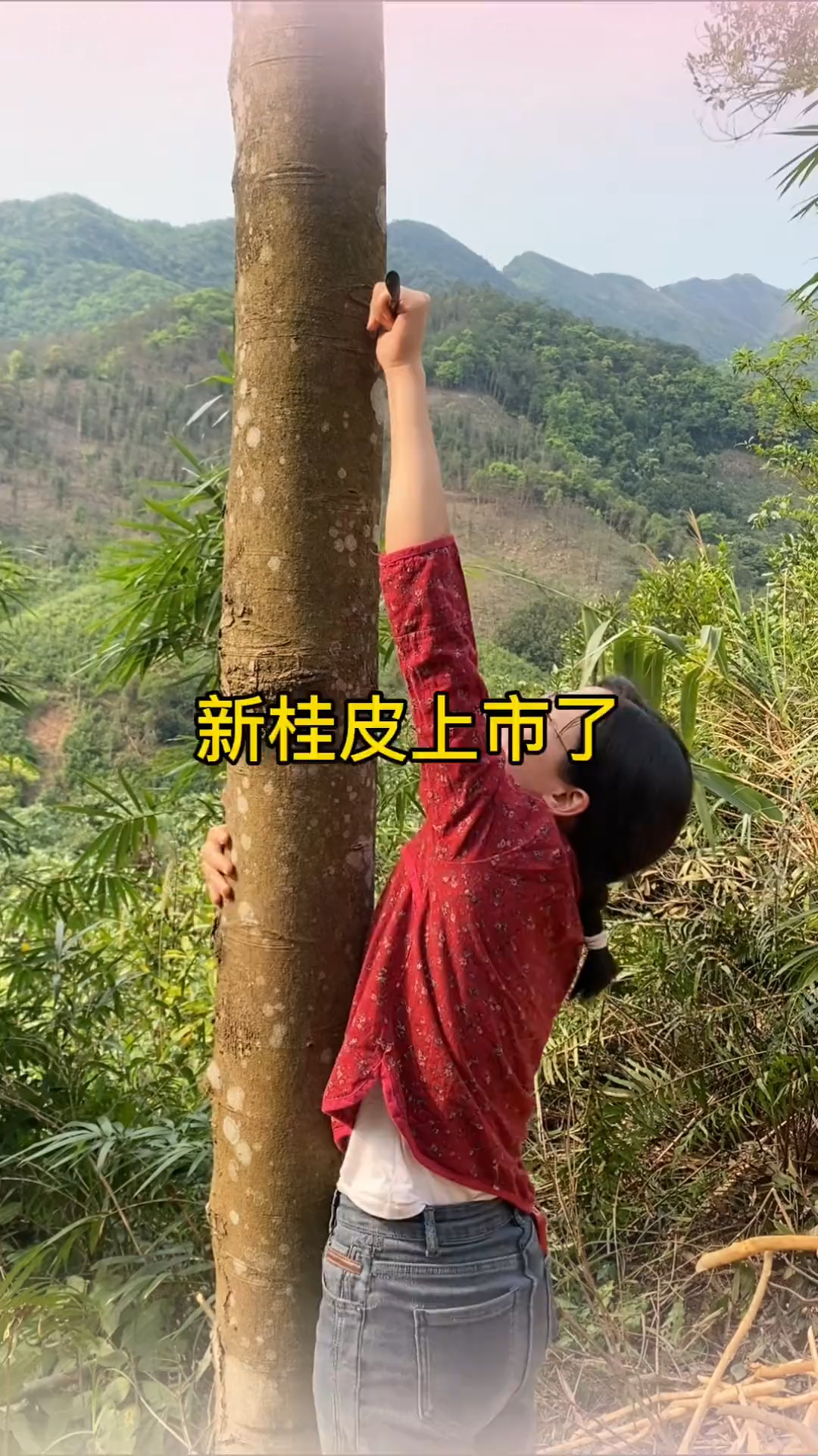 油桂具有很高的养生价值 农村人的一天:剥桂皮#肉桂