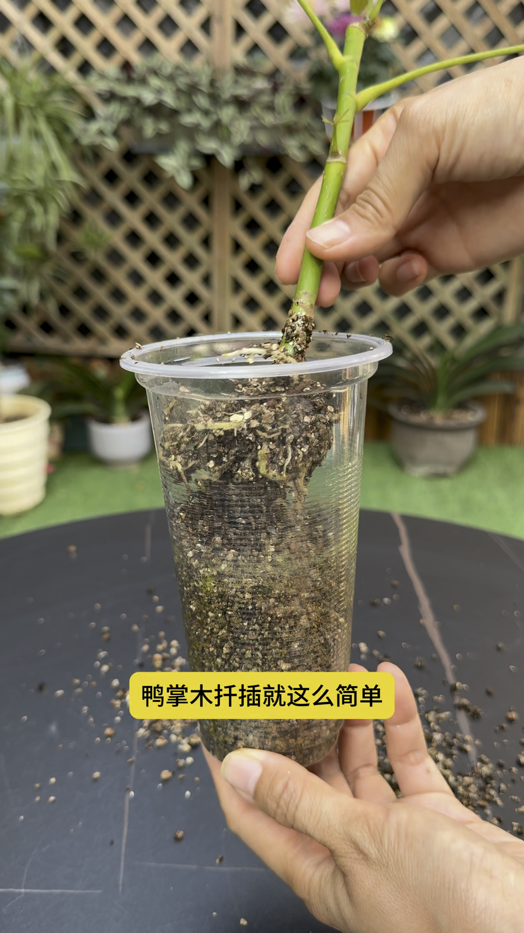 鸭掌木扦插小技巧#养花小知识 #花卉绿植 #鸭掌木