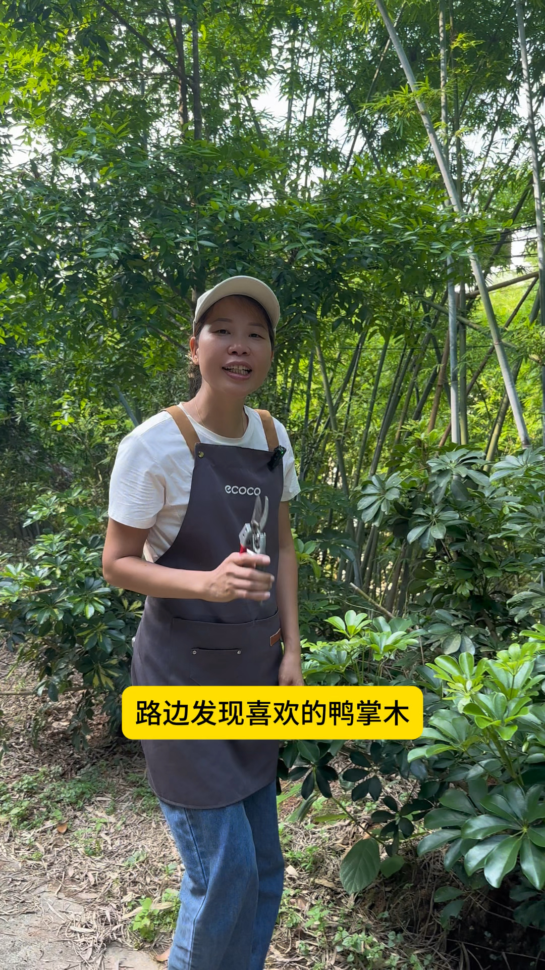 鸭掌木扦插小技巧#养花小知识 #花卉绿植 #鸭掌木