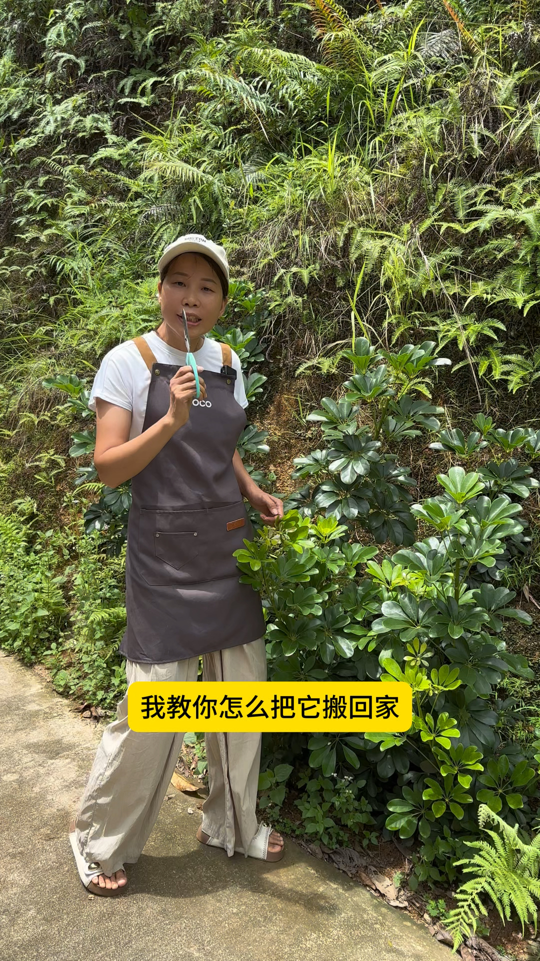 在路边发现喜欢的鸭掌木,我教你怎么把它轻松搬回家#养花小知识