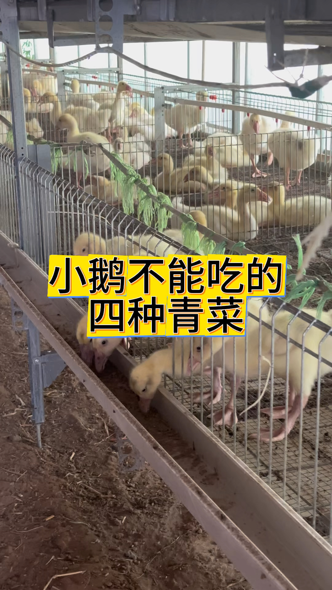 小鹅不能吃的四种青菜