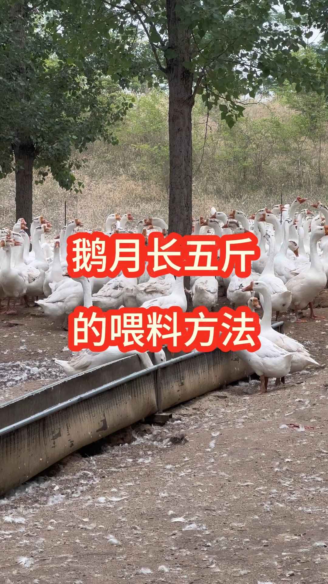鹅月长五斤的喂料方法