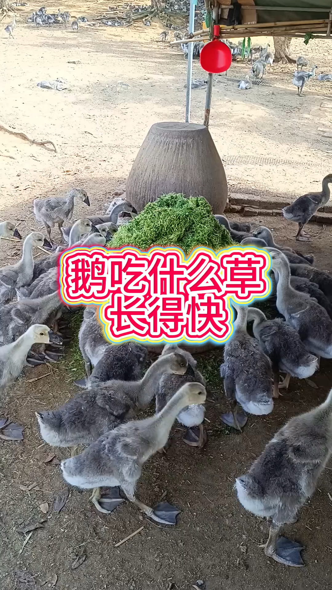 鹅吃什么草长得快