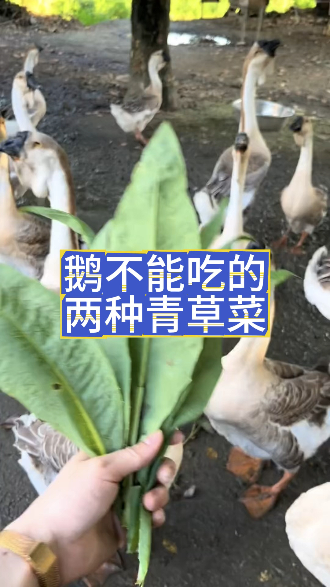 鹅不能吃的两种青草青菜