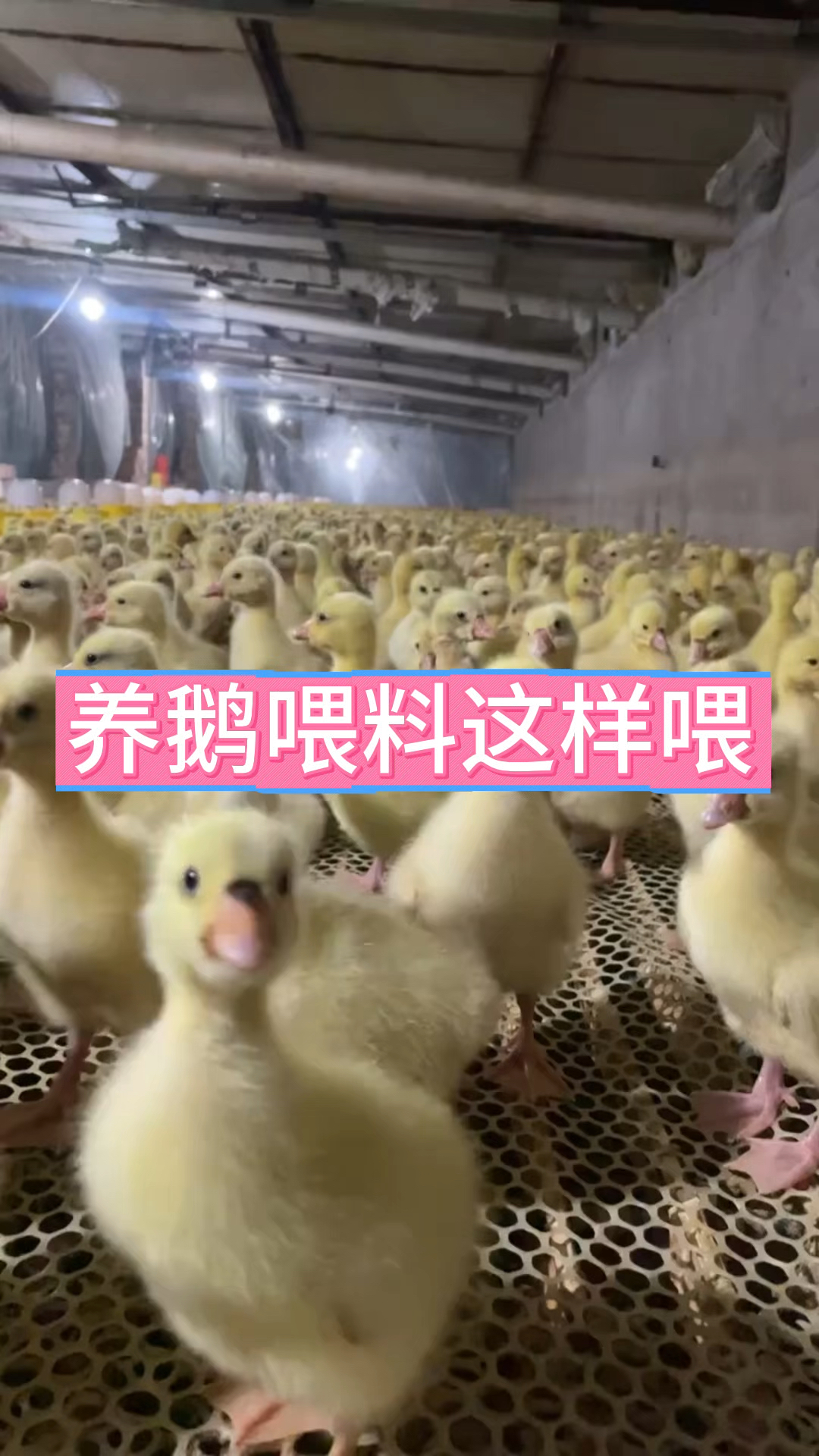 养鹅喂料这样喂好