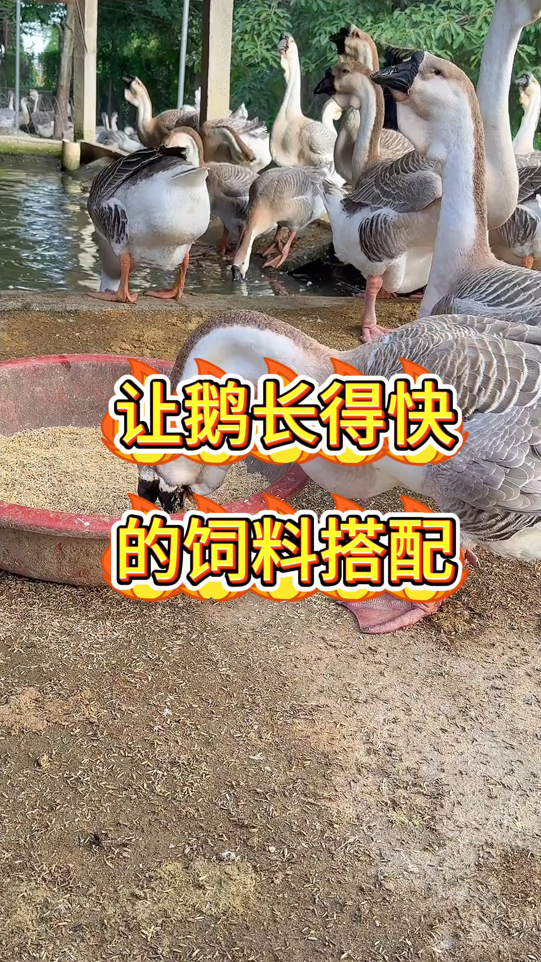 让鹅长得快的饲料搭配