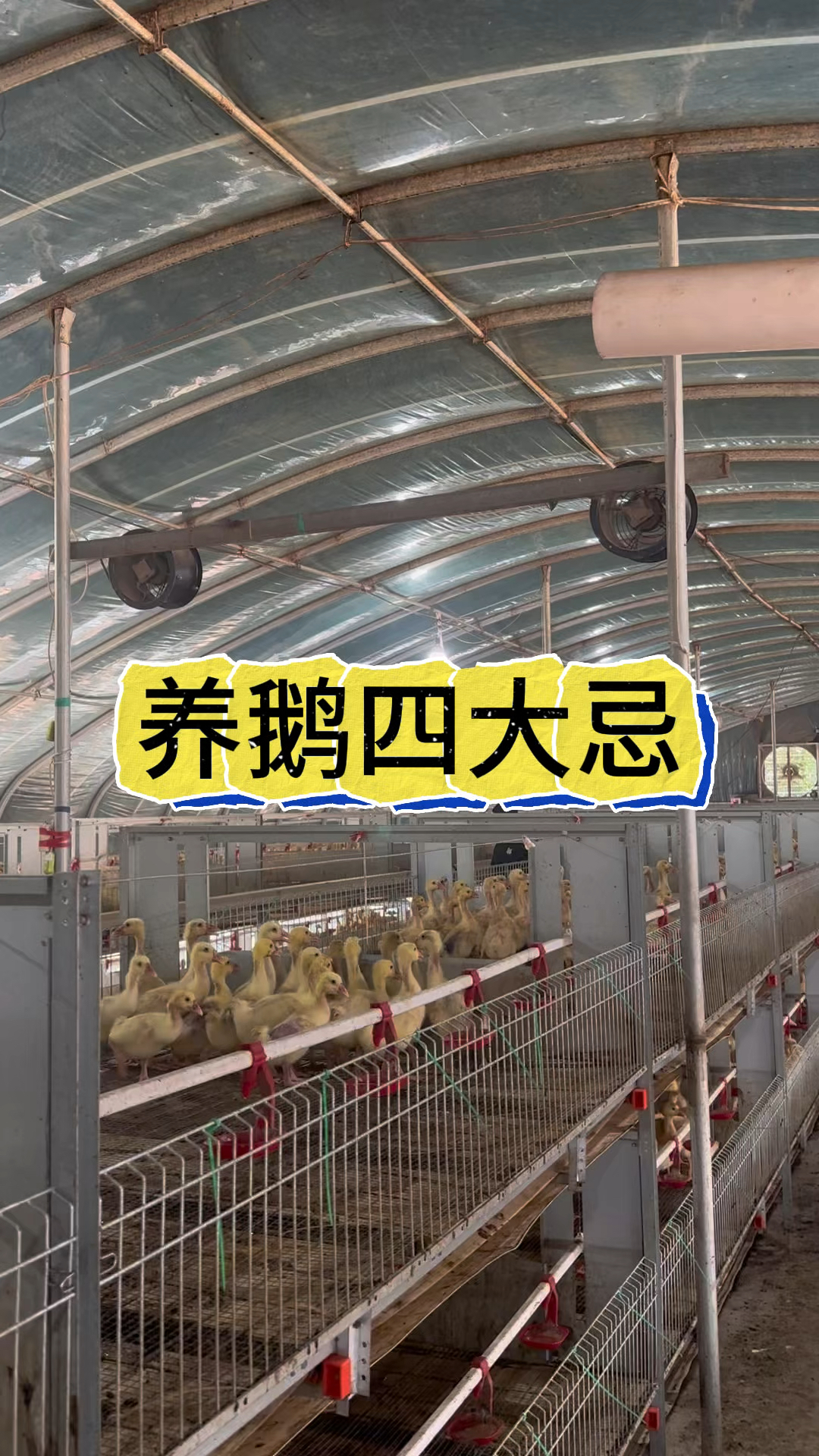 养鹅四大禁忌你知道吗？