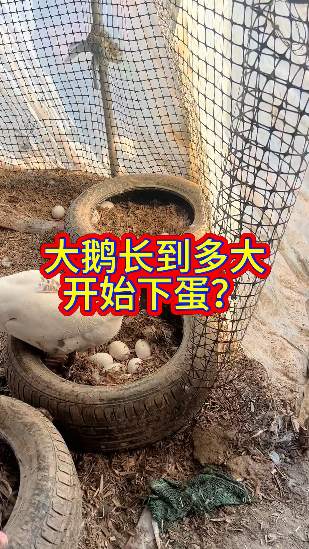 大鹅长到多大开始下蛋